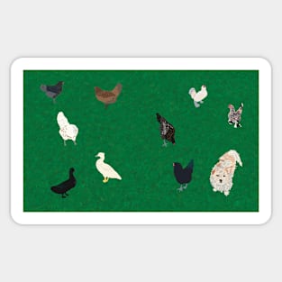 Pets! Chickens, Ducks, and Dog Sticker